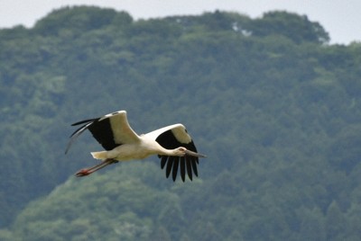 コウノトリ、5羽→561羽に　初放鳥20年、絶滅から野生復帰するまで