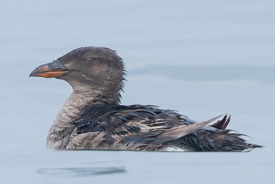 四国の瀬戸内海で海鳥ウトウ、初の観察記録　撮影に成功