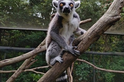 ワオキツネザル、逃げ出す　15時間後捕獲　埼玉・大宮公園小動物園