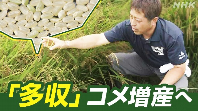ビジネス特集「多収」がコメ増産のキーワード 新品種・新技術続々