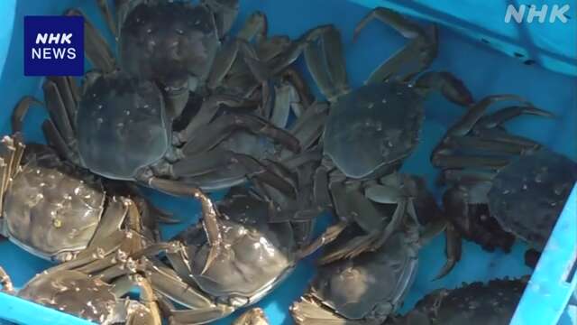 中国 江蘇省 秋の味覚「上海ガニ」の出荷始まる