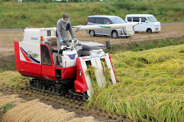 育ちすぎて倒伏相次ぐ　阿武隈川の遊水地、試験圃場で初の稲刈り