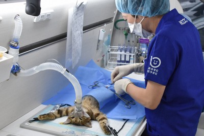防げ、猫の殺処分　移動車で不妊・去勢手術　岩手県内で初実施