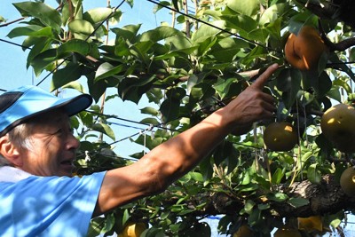 8割も出荷できず…　秋のナシ「新高」猛暑影響でピンチ　千葉