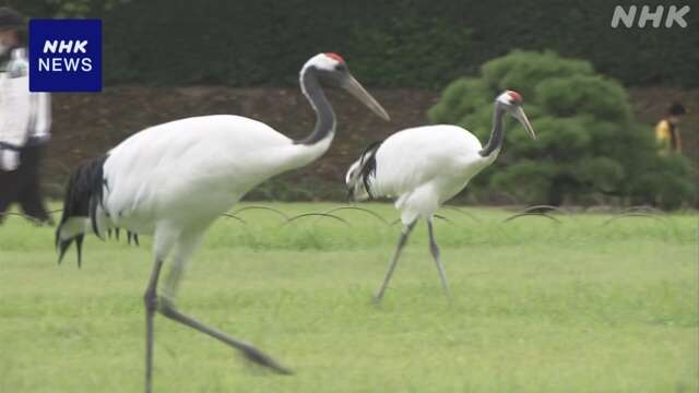 岡山 後楽園 特別天然記念物のタンチョウ 園内散策