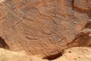 サウジで１万２千年前の岩絵発見　実物大のラクダや馬描く