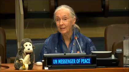 チンパンジー研究の第一人者で霊長類学者のジェーン・グドールさん死去