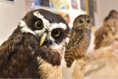 野生動物カフェで不適切管理横行、細菌137種検出　WWF覆面調査