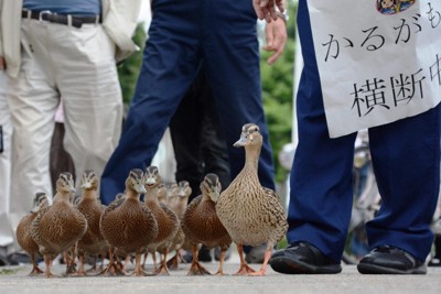 京都・鴨川の風物詩「カモのお引っ越し」、今年は姿なく　一体何が