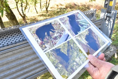 AIでクマとの遭遇リスクを予測　6割以上の精度　上智大の研究