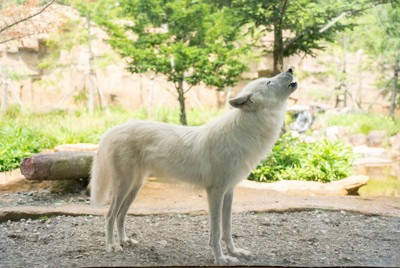 ホッキョクオオカミの雄「アザリー」死ぬ　栃木・那須どうぶつ王国