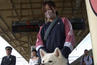 「モフモフで可愛いね」　優しい秋田犬「想空」再び観光駅長に　大館