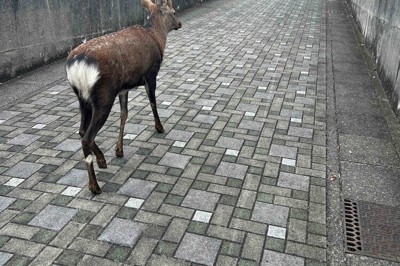 静岡・磐田でニホンジカ発見　「これほど中心部に現れるとは…」