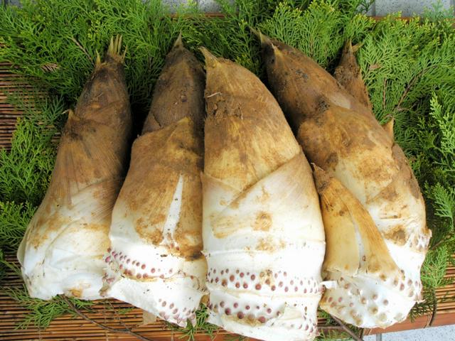 京都名産のタケノコ　害虫で収量半減　「不作が3年続いたら……」