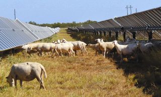 太陽光発電とヒツジ放牧は「完璧な組み合わせ」　アメリカで急成長、一石三鳥の「ソーラーグレージング」って？