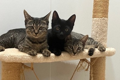 松山市、動物愛護のCF受け付け　「1匹でも多く猫を助ける協力を」