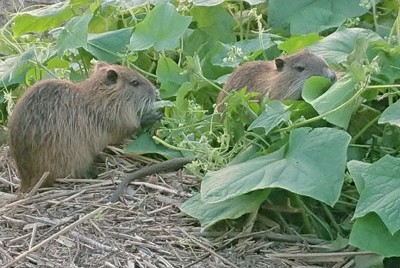 「カピバラとちゃうで」　ヌートリア触らぬよう注意喚起　奈良・生駒