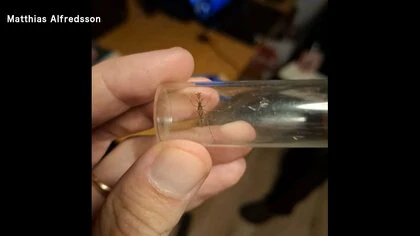 北欧アイスランドで初めて「蚊」発見　貨物と共に流入か　温暖化や物流増で新たな昆虫の増加も