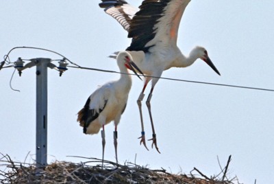 巣立ったコウノトリの愛称は「かりん」と「なつ」 佐賀・白石