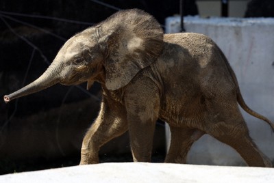 国内初出産のマルミミゾウ、すくすく 愛称は「アオ」に決定 広島