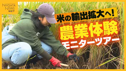 “米の輸出拡大”へ外国人向け米どころ新潟で農業体験モニターツアー「日本の文化や食に興味ある人多い」