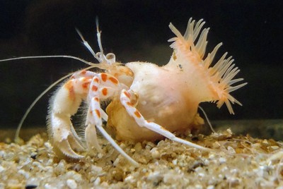 新種イソギンチャクの「すてきな名前」 その由来は? 鳥羽水族館