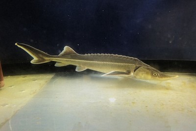 キャビアを東京の新たな特産品に　イセエビ減り、コチョウザメに活路