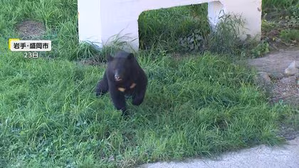 「人口多い地域周辺でもクマ目撃や被害」イギリス政府が日本渡航者に異例の注意喚起…1人で歩かないことやゴミの持ち帰り呼びかけ