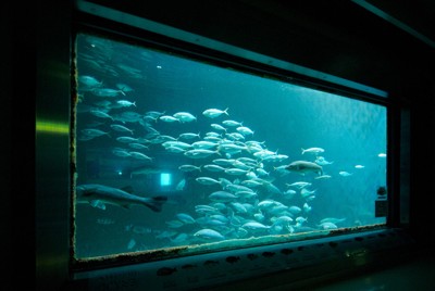 人気海中レストラン「萬坊」が全面刷新へ　海中席は水深3メートル