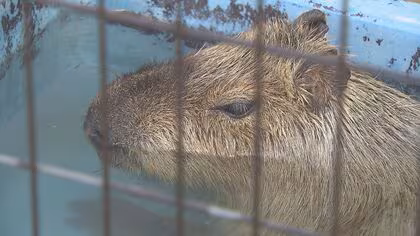 「いい湯だな」　動物園でカピバラの入浴始まる　南米原産で寒さは苦手　冬を暖かく過ごしてもらおうと毎年開催　平日は1回、土日祝日は2回開催