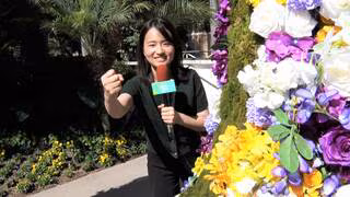 【競馬・天皇賞（秋）】東大卒・篠原梨菜アナウンサーがデータで予想 ！本命はメイショウタバル