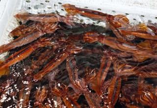 スルメイカ漁、再度増枠を検討　停止命令の漁業者救済、水産庁