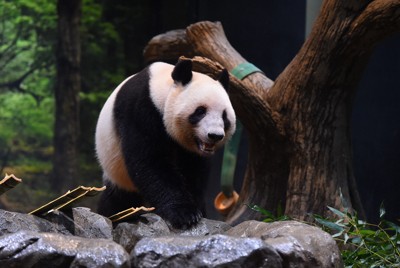 上野の双子パンダ、健康管理のトレーニングも順調　涼しい日に出入り