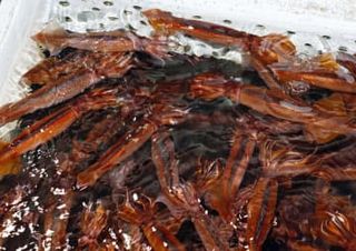 スルメイカの年間漁獲枠を拡大　小型漁船の操業停止は継続