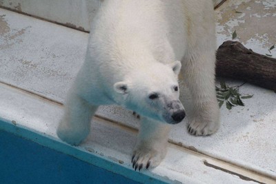 ホッキョクグマのマルル、熊本から北海道に引っ越しへ　イベントも