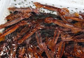 スルメイカ漁を事実上再開へ　北海道、資源調査の形で