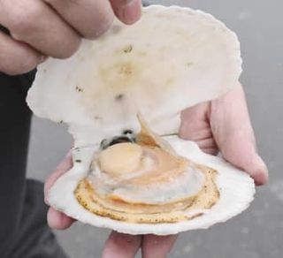 日本産水産物の対中輸出再開　北海道冷凍ホタテ出荷