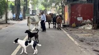 インド、野良犬捕獲また命令　最高裁、今度は全土に拡大