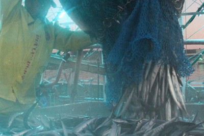 根室・花咲港のサンマ、水揚げ100億円超　10年ぶり大台突破