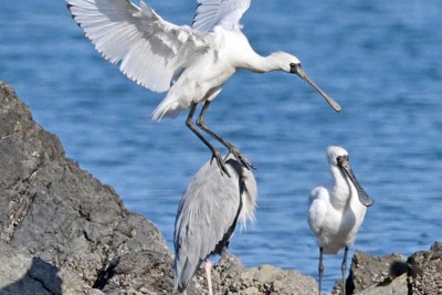 福岡に今年も「冬の使者」　絶滅危惧種のクロツラヘラサギ飛来