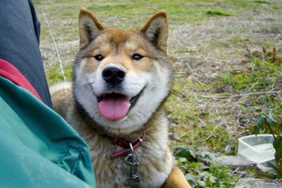 愛犬の認知症を防ぐには　獣医師が教える三つのポイント