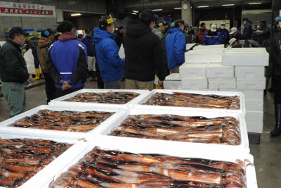 函館で3週間ぶりにスルメイカ漁再開　漁獲量超過で休漁