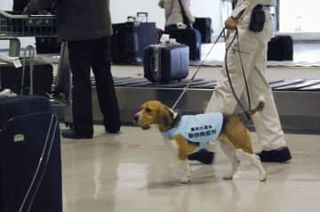 アフリカ豚熱へ警戒強化、農水省　都道府県に防疫の徹底要請