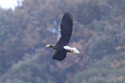 また来たよ！　「山本山のおばあちゃん」29シーズン連続渡来　滋賀