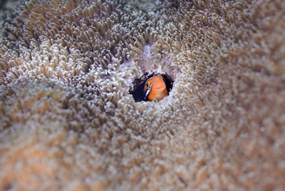 悪魔の本性を仮面に隠すミナミちゃん　笑顔が魅力のミナミギンポ