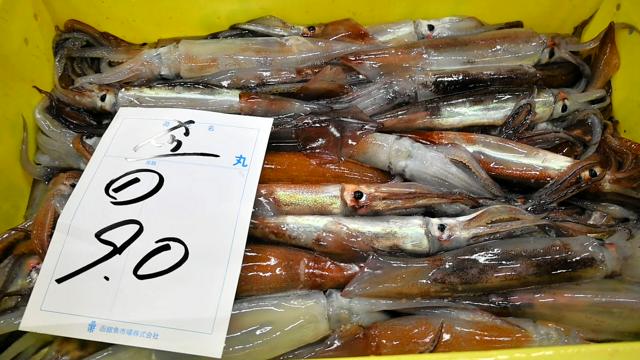 活イカ戻ったぜ、函館　小型船釣り漁再開、1キロ4000円近い高値