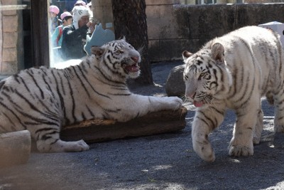 ホワイトタイガー兄弟が1歳に　「肉ケーキ」ぺろり　東武動物公園