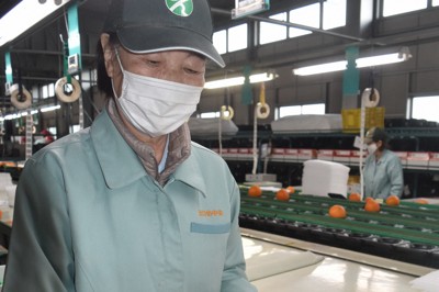 ゼリーのような食感　愛媛の高級かんきつ「紅まどんな」選果始まる