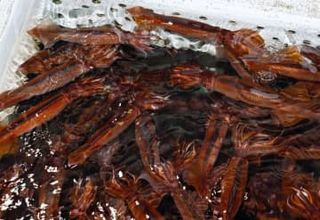 スルメイカ、小型漁船で取り過ぎ　水産庁の停止命令前に大幅超過