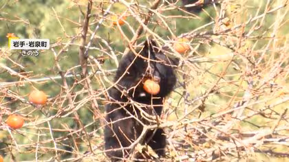 “冬眠直前グマ”の危険な生態　専門家「危険を冒しても食事を得たい時期」…アメリカではチェーンソーくわえたクマが徘徊も